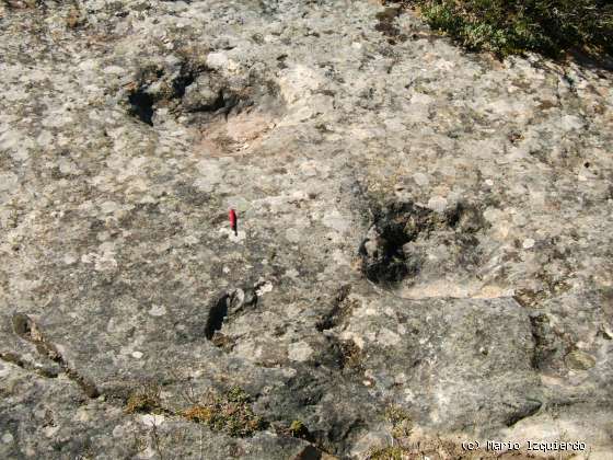 El Royo: Facies Weald - icnofósiles de Terópodos