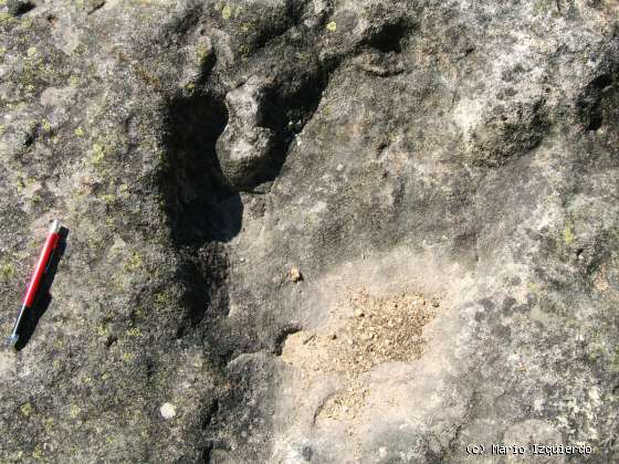 El Royo: Facies Weald - icnofósiles de Terópodos
