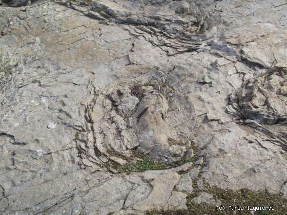 Los Campos: icnofósiles de terópodos y saurópodos
