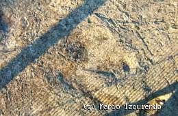 Regumiel de la Sierra: Icnofósiles Iguanodon