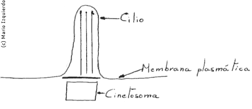 Cilio