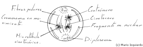 Mitosis celular - prometafase