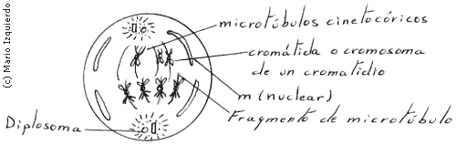 Mitosis celular - Metafase