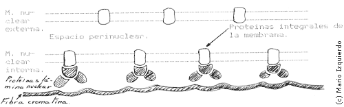 Mitosis celular - Membranas nucleares