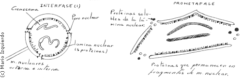 Mitosis celular - poros nucleares