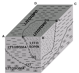 Litosoma - Litotopo