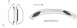 Charnela Merodonta