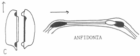 Charnela Anfidonta