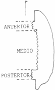 partes de la charnela