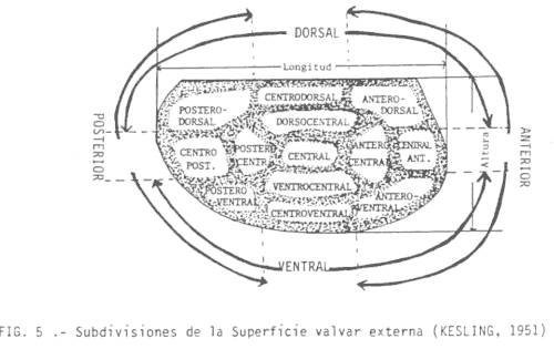 Divisiones de la valva externa