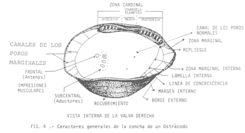 Divisiones de la valva externa