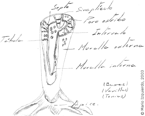 Estructura de un arqueocicato