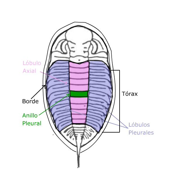 Torax