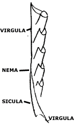 Estructura de un graptolito