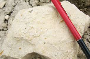 Paleontología: fauna del Jurásico