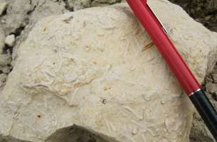 Paleontología: fauna del Jurásico