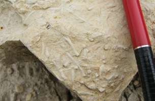 Paleontología: fauna del Jurásico