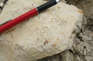 Paleontología: fauna del Jurásico