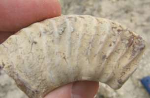 Paleontología: fauna del Jurásico