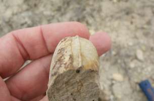 Paleontología: fauna del Jurásico