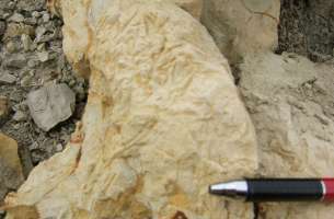 Paleontología: fauna del Jurásico