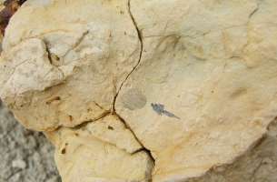 Paleontología: fauna del Jurásico