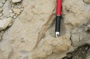 Paleontología: fauna del Jurásico