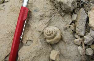 Paleontología: fauna del Jurásico