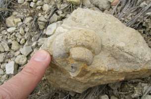 Paleontología: fauna del Jurásico