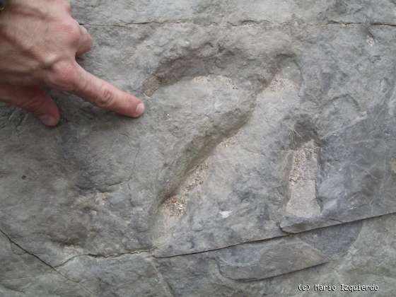 Bretún: Icnofósiles de terópodos y ripple-marks
