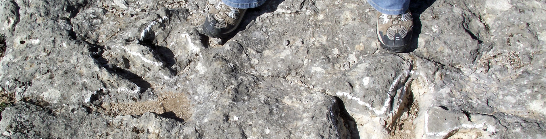 Huellas de saurópodos