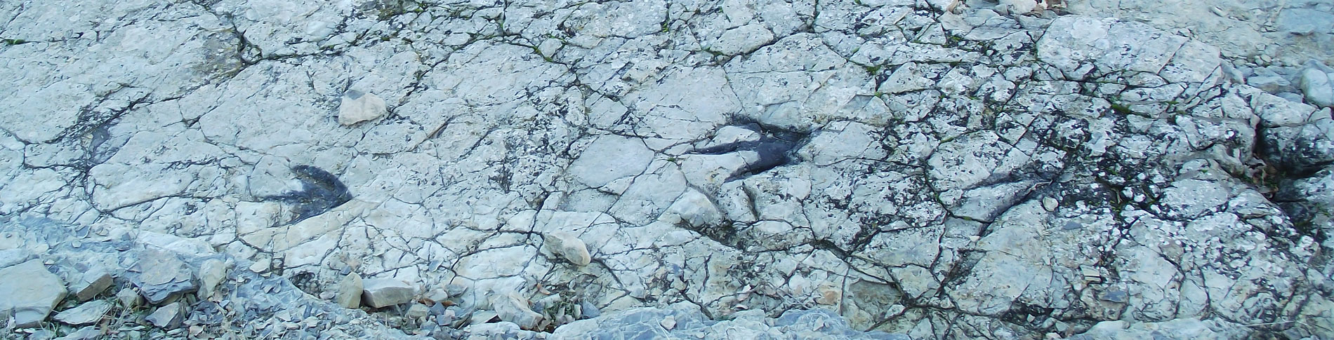 Huellas de terópodos